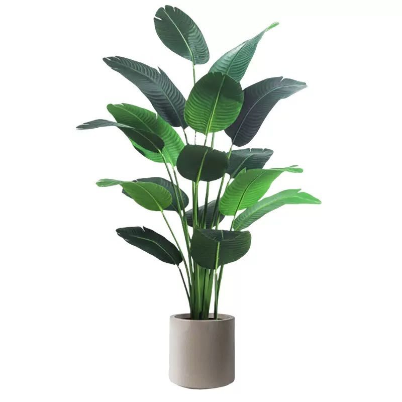 Banana Tree
